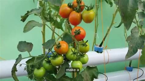 The Best Way Hydroponic Tomato Cultivation At Home Youtube