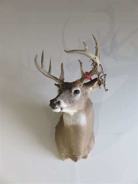 Fortunately, learning to care for your hunting. Whitetail Deer Shoulder Mount DW-111 - Mounts For Sale
