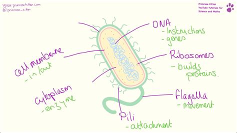 Bacteria Cell Structure