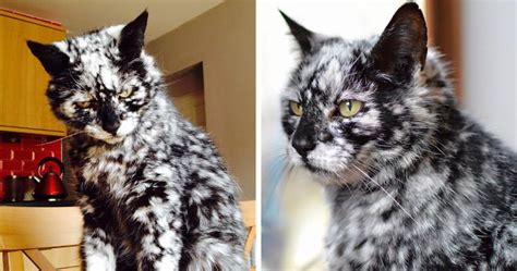 19 Year Old Black Cat Turns Into A Marble Beauty Most