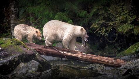 Getting To Know More About The Great Bear Rainforest Globalnewsca