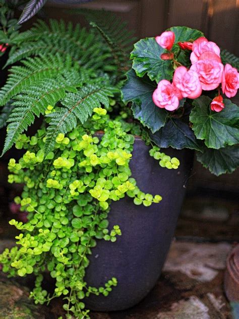 Partial Shade Containertassel Fern Begonia Creeping