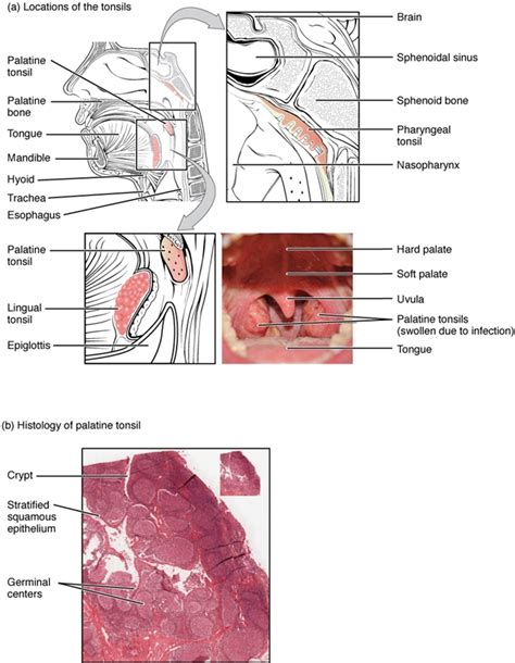 The Human Lymphoid Organs Lecturio Online Medical Library
