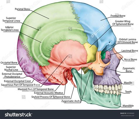 The Bones Of The Cranium The Bones Of The Head Skull The Individual