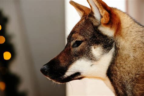 Shikoku Such A Beautiful Dog Japanese Dogs Dog Breeds Japanese