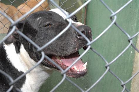 Passeios em locais públicos devem ser realizados. Paulistano ignora lei de focinheira para cães | Jovem Pan