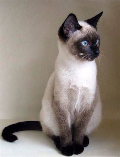 10 Most Popular Flat Faced Cat Breeds In The World Cute