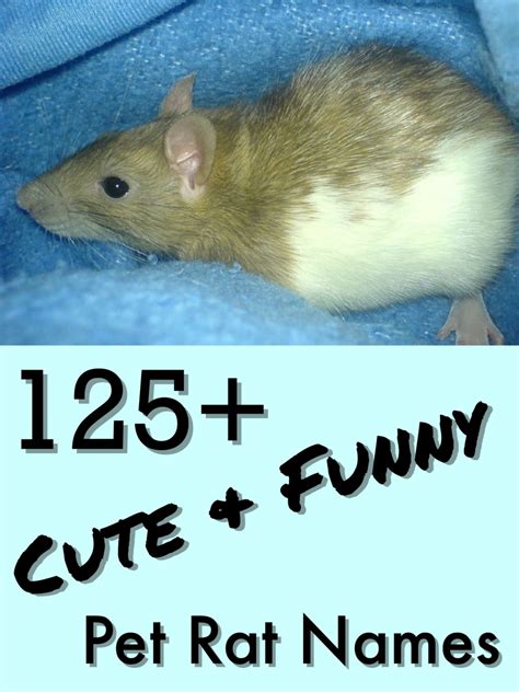 125 Cute And Clever Names For Your Pet Rat Pethelpful By Fellow