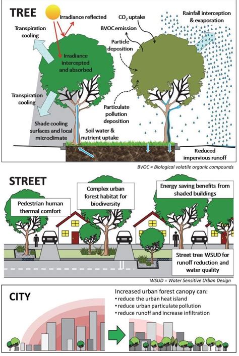 Urban Forest Ecosystem Services At Different Scales Livesley Et Al