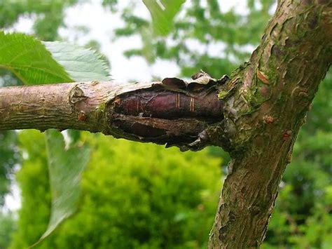 Bacterial Canker Infection Of Fruit Trees Uk Treatment And Control