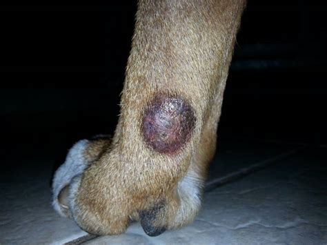 Round Raised Area On Inside Leg Page 11 Boxer Forum Boxer Breed