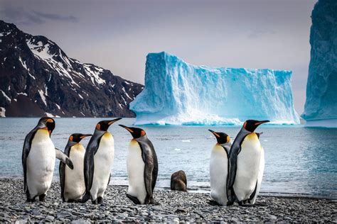 Antarctica Tours Visit Antarctica 2324 Aurora Expeditions™