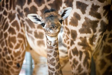 Baby Giraffe Takes First Steps Picture Cutest Baby Animals From