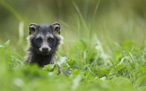 Raccoon Dog Description Habitat Lifestyle And Nutrition
