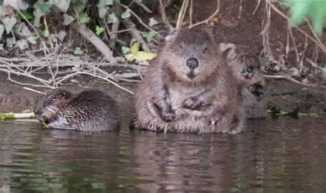 Rare Baby Beavers With Mother In River Otter Nature News Express
