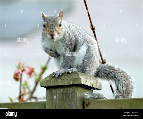 Grey Squirrel Sitting On Garden Fence Post After Eating Peanuts From