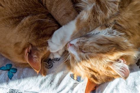 Two Ginger Cats Domestic Cats Sleeping In Their Arms Two Cats