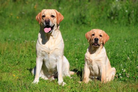 Labrador Retriever 10 Things You May Not Have Known About This Breed