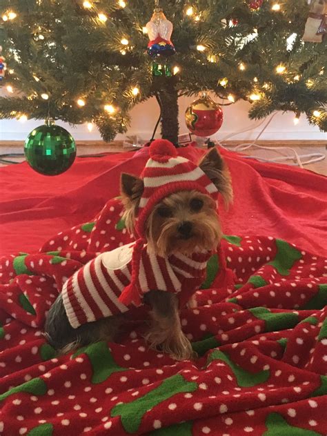 Very Cute Dog Under The Christmas Tree Yorkie Terrier Yorkie Puppy