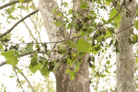 Powdery mildew is also an important foliage disease, usually affecting the appearance of trees in late summer. Sycamore Anthracnose