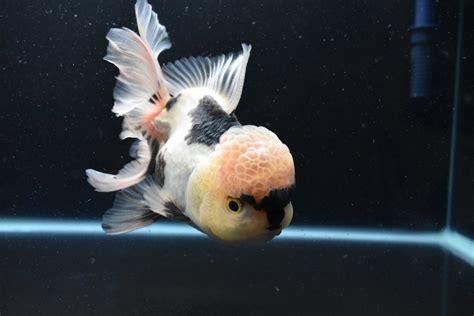 Thai Oranda Panda For Sale . Live Arrivals Guaranteed