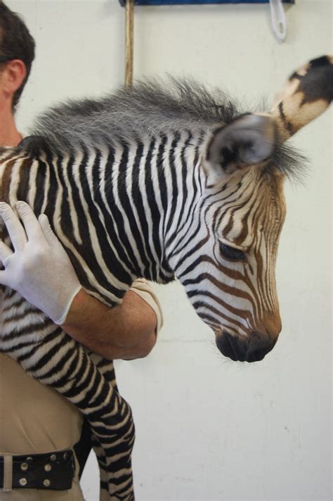 The zebra belongs to the horse family. A new zebra arrives...foal-real! - Virginia Zoo in Norfolk