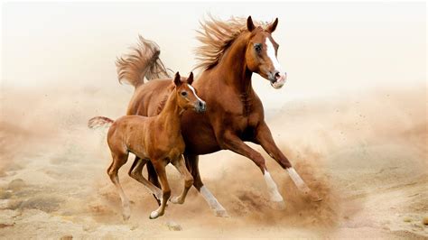 Baby Horses Wallpapers Wallpaper Cave