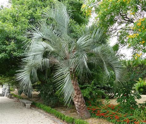 How To Grow And Care For Pindo Palm Tree Butia Capitata 2022