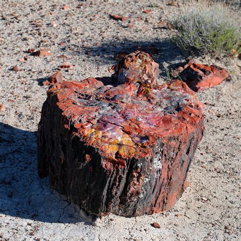 Trees Turned To Stone Petrified Forest National Park Ardent Camper