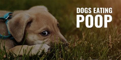 How Do I Stop My Puppy From Eating Poop