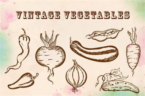 Vintage Vegetables By Artness Vector Illustration Vintage Illustration