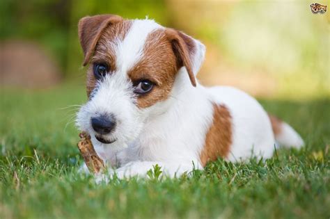 28 Razas De Perros Pequeños Con Sus Fotos Y Características