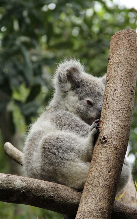 Cute Koala Hd Iphone Wallpapers Wallpaper Cave