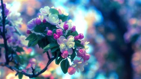 Amazing Spring Apple Flowering Wallpaper Download Hd Collection Apple
