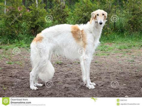Russian Borzoi Greyhound Dog Standing Stock Image Image Of Rare