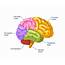 Function Of Occipital Lobe  Can We Improve Our Vision Mindvalley Blog