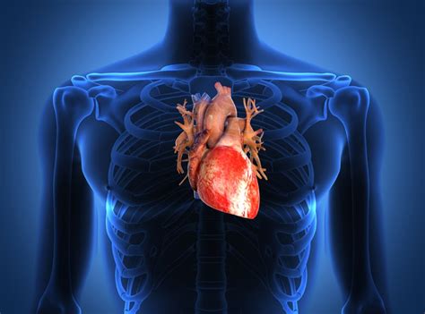 A spot in your heart, named the sa node, sends electric impulses into the rest of. Why the human heart thrives with exercise - Healthy Eats ...