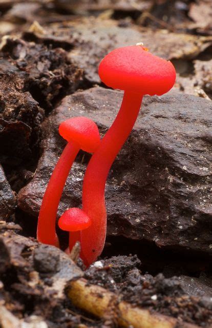 Bright Colored Mushrooms All Mushroom Info