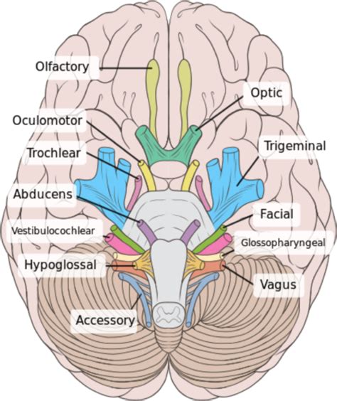 Overview Of The Cranial Nerves Medical Exam Prep