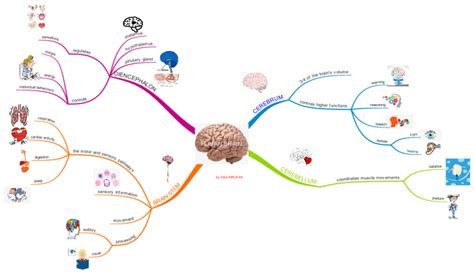 Human Brain Imindmap Mind Map Template Biggerplate