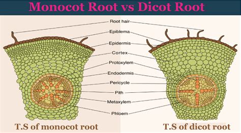 Difference Between Monocot And Dicot Roots Javatpoint