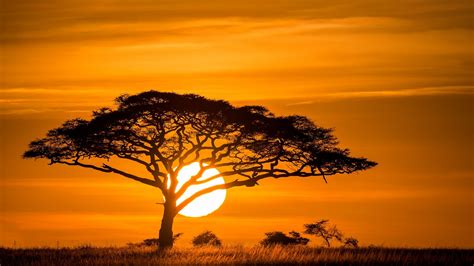 Free Download Desktop Wallpaper Sunset Tree Landscape Nature Hd Image