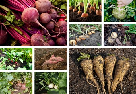 Tips On Growing Root Vegetables Vegetables Gardening Blooming Secrets