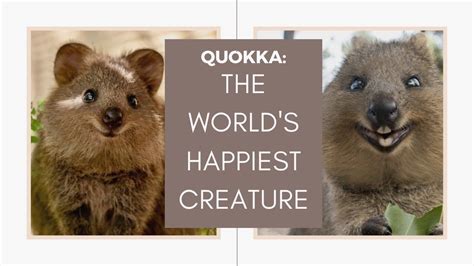They usually live in family. QUOKKA: THE WORLD'S HAPPIEST ANIMAL | Wildlife Facts in ...