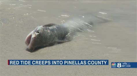 Red Tide Creeps Into Pinellas County Its Impact On Humans And Animals