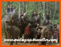 Tahukah anda tasik buatan manusia yang paling terbesar di asia tenggara adalah tasik kenyir, dengan berkeluasan kenyir elephant conservation village (kecv). Top Terengganu Attractions - What to see in Terengganu State