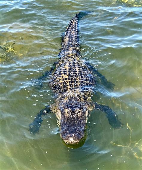 Alligator In Water At Lake Sumter - Villages-News.com