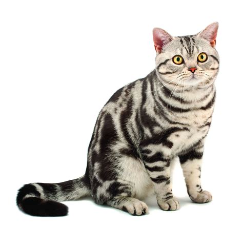 American Shorthair Cat Breed History And Some Interesting Facts キャロ