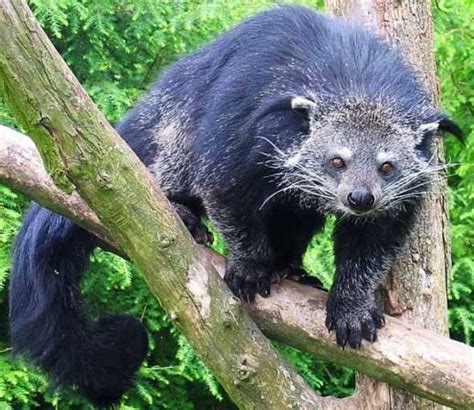 Binturong Asian Bearcat With Large Bushy Tail Cute Animals