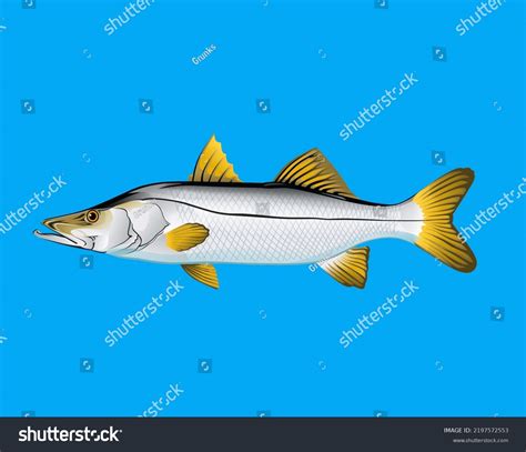 Illustration Common Snook Fish Stock Illustration 2197572553 Shutterstock